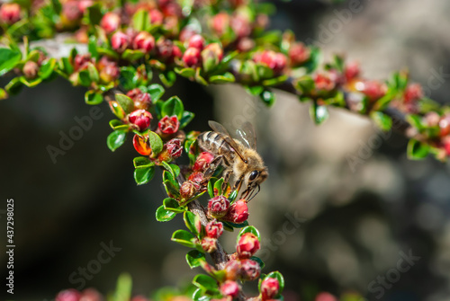 Fotografie Close-up hard-working bee on a branch of an ornamental shrub with small red flow