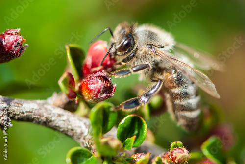 Obraz na plátně Close-up hard-working bee on a branch of an ornamental shrub with small red flow