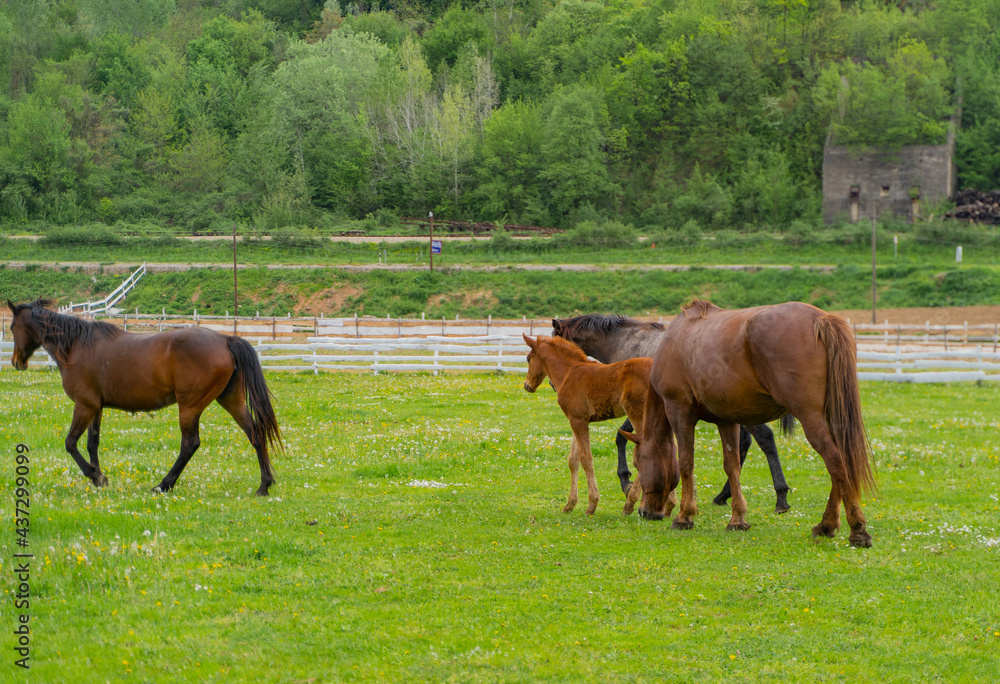 horses in the meadow
