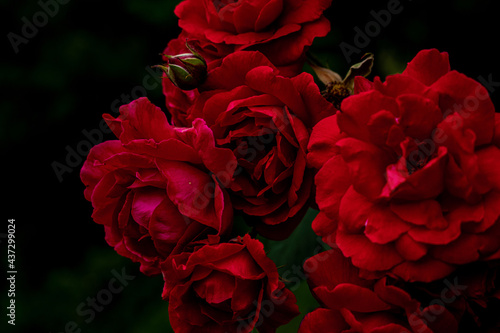 Fototapeta Naklejka Na Ścianę i Meble -  Beautiful view of red flowers and leaves growing in the dark garden