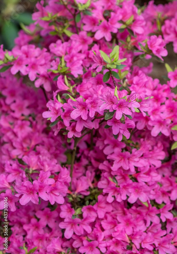 Close-up of the bloom. Pink azalea flowers in summer on a sunny day. Buds and inflorescences on a green background. A copy of the text space. photo