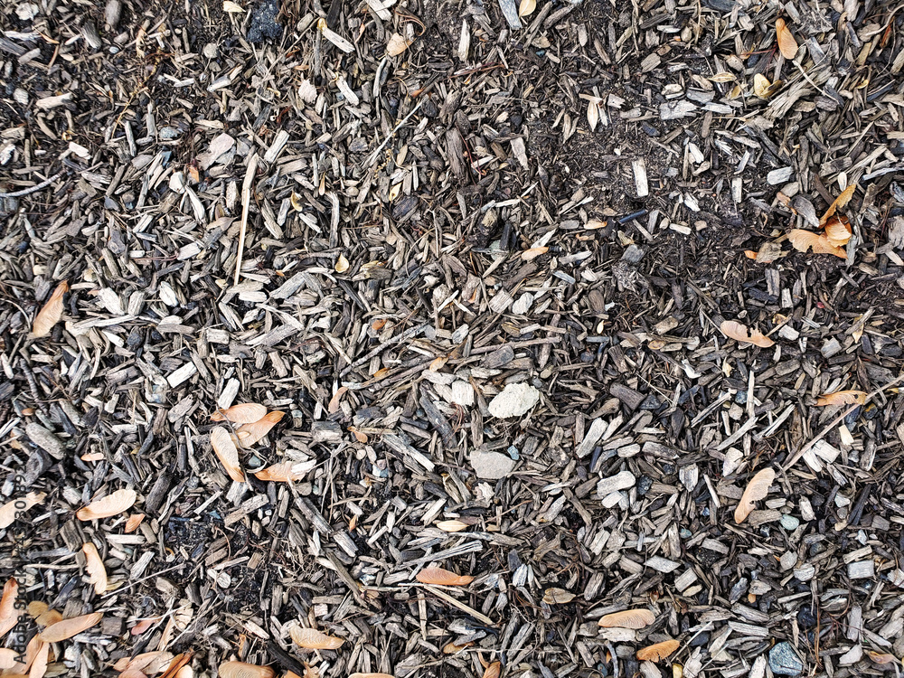 Dirty ground with bark mulch and maple seeds