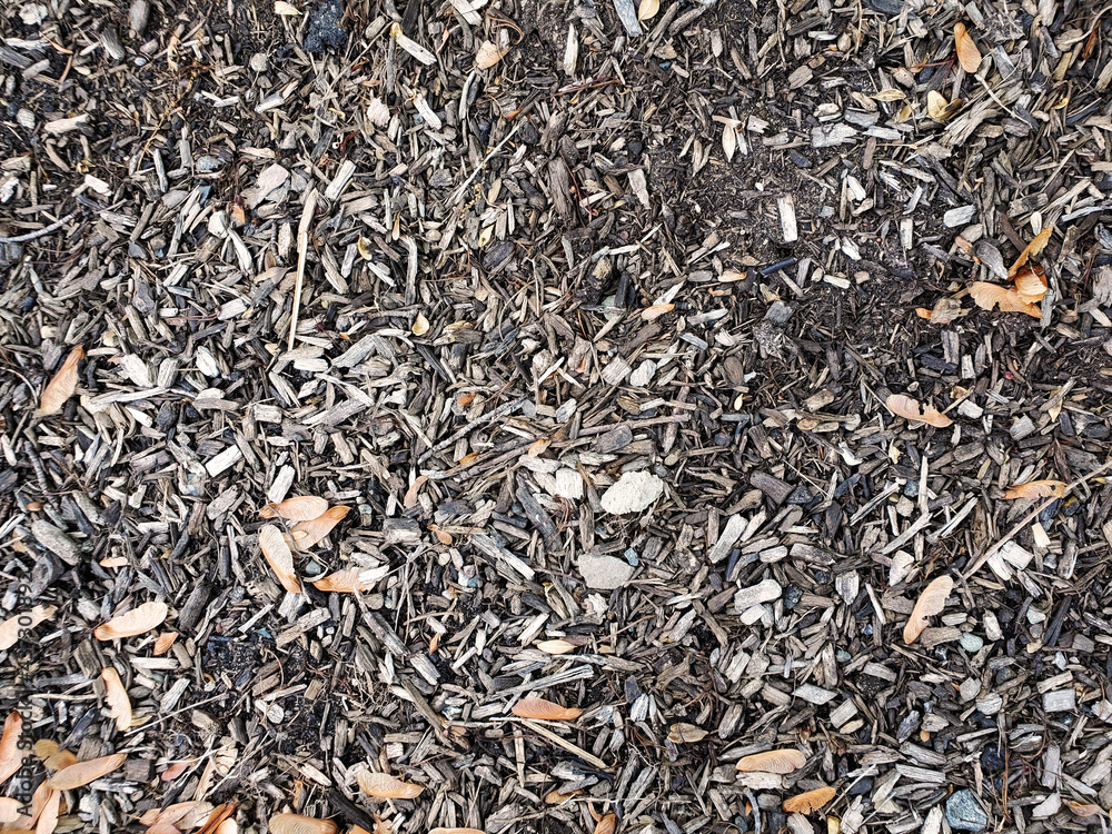 Dirty ground with bark mulch and maple seeds Dirty ground with bark mulch and maple seeds