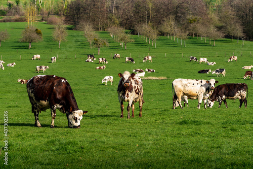 Animal ferme vache 488
