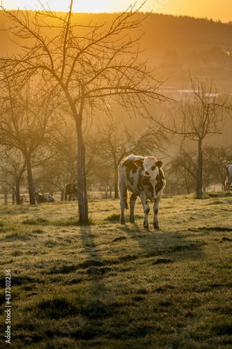 Animal ferme vache 490 © Nicolas Dieppedalle