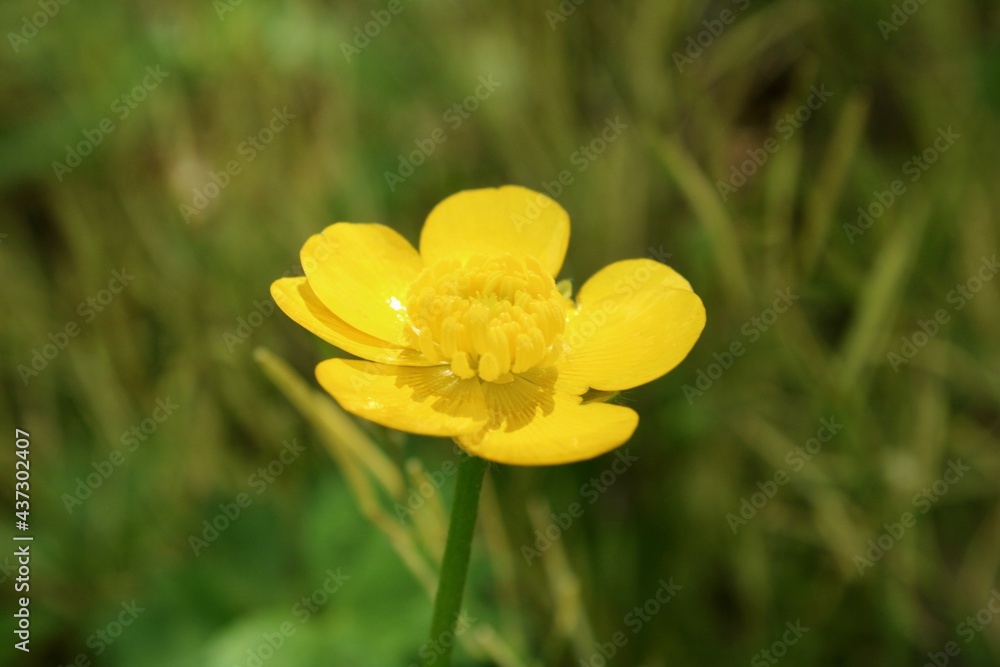 yellow flower in the grass yellow flower in the grass