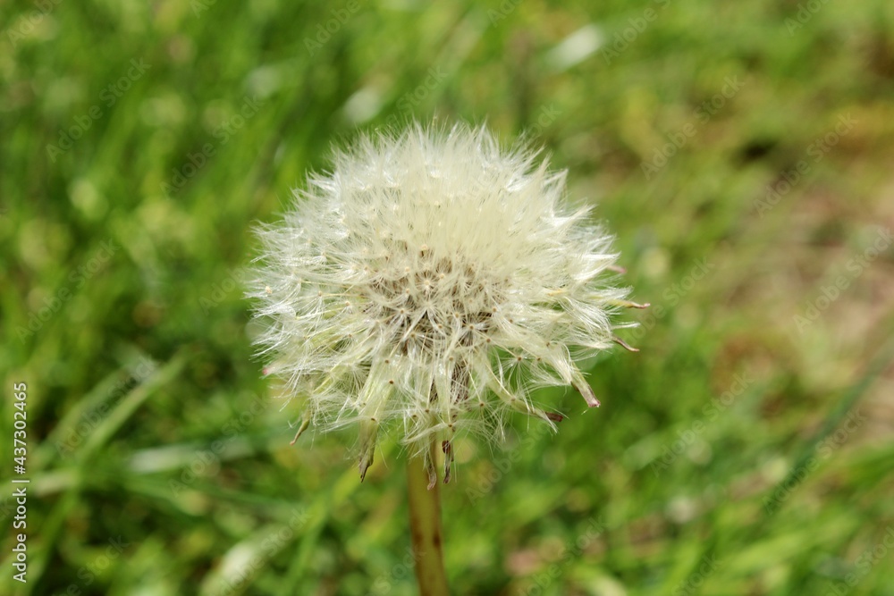 dandelion head dandelion head