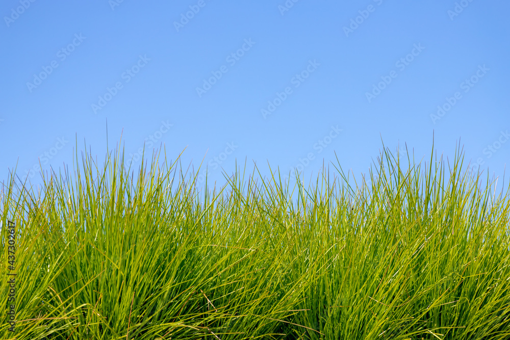 Green energy concept, Close up young grass grass on meadow in spring with blue clear sky as backdrop, Nature pattern background. Green energy concept, Close up young grass grass on meadow in spring with blue clear sky as backdrop, Nature pattern background.