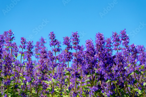 Selective focus of Nepeta grandiflora blue in the garden, Beautiful colorful purple flowers plant, A species of flowering plant in the mint family Lamiaceae, Nature floral pattern texture background.