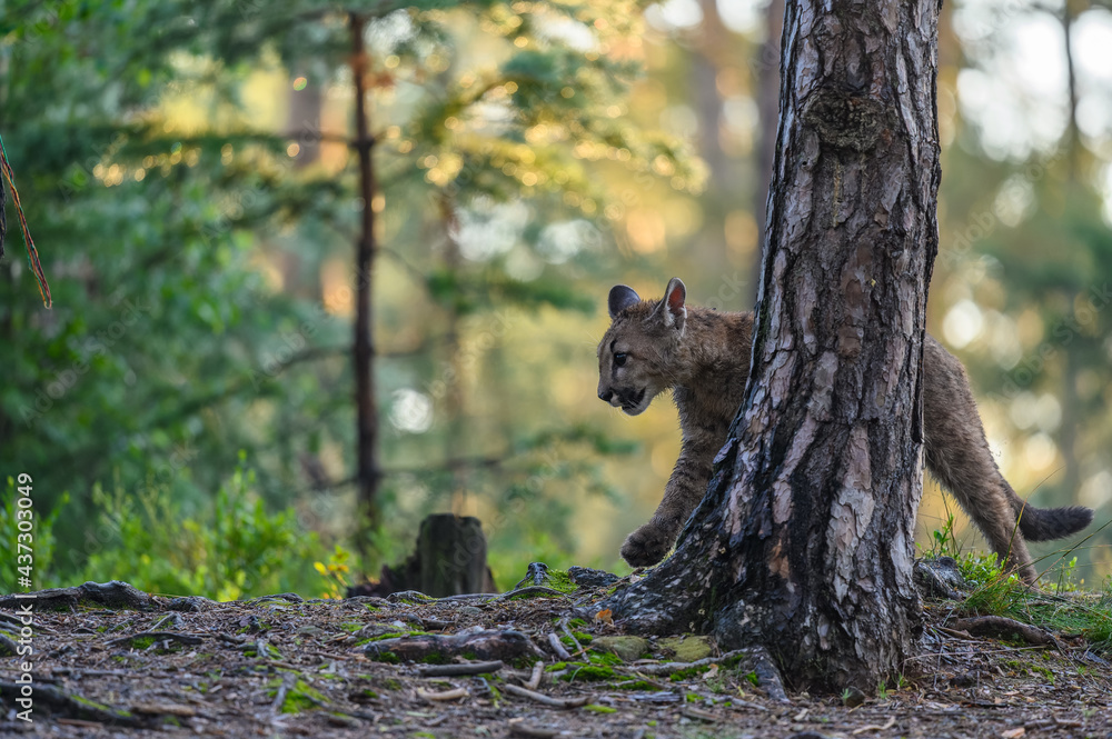 The cougar (Puma concolor) in the forest at sunrise. Young beast.