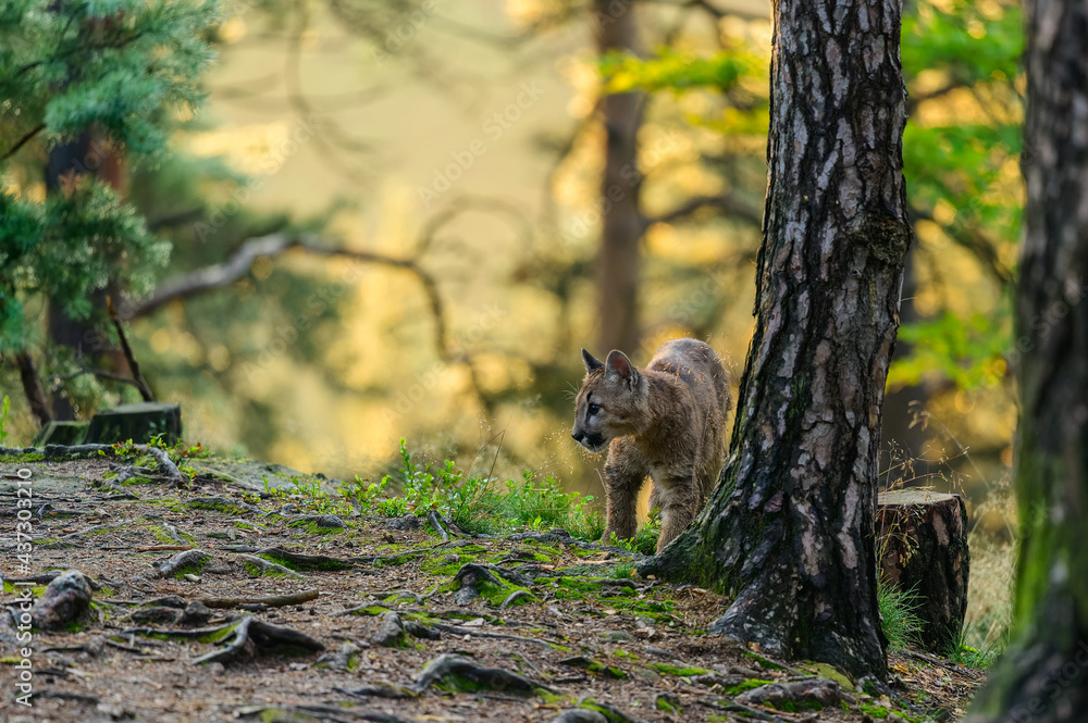 Naklejka premium The cougar (Puma concolor) in the forest at sunrise. Young beast.