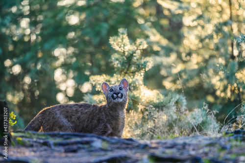 The cougar (Puma concolor) in the forest at sunrise. Young beast.