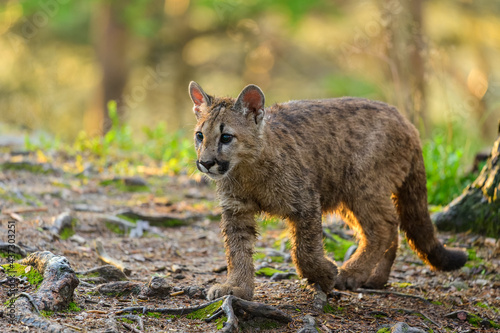 The cougar  Puma concolor  in the forest at sunrise. Young beast.