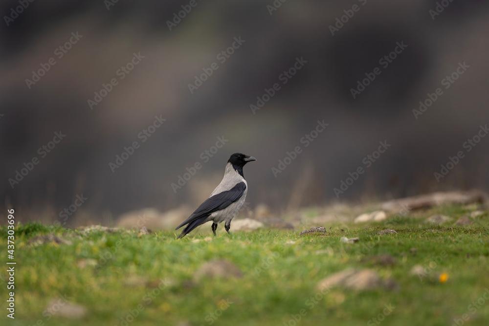 Hooded crow viewing in the Rhodope mountains. Birds watching in Bulgaria mountain. Crow observe surroundings. Hooded crow viewing in the Rhodope mountains. Birds watching in Bulgaria mountain. Crow observe surroundings.