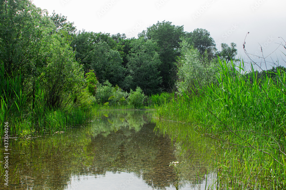 A small stream in the middle of the forest. Pure nature. Summer landscape