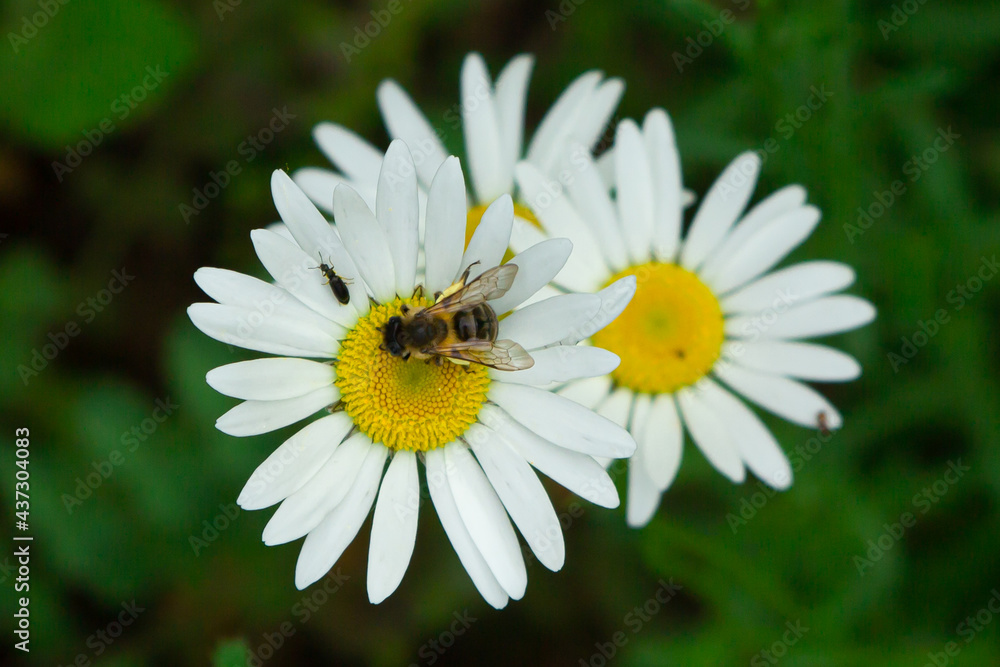 Chamomile in the grass. Blooming daisies in nature. A bee sitting on a daisy Chamomile in the grass. Blooming daisies in nature. A bee sitting on a daisy