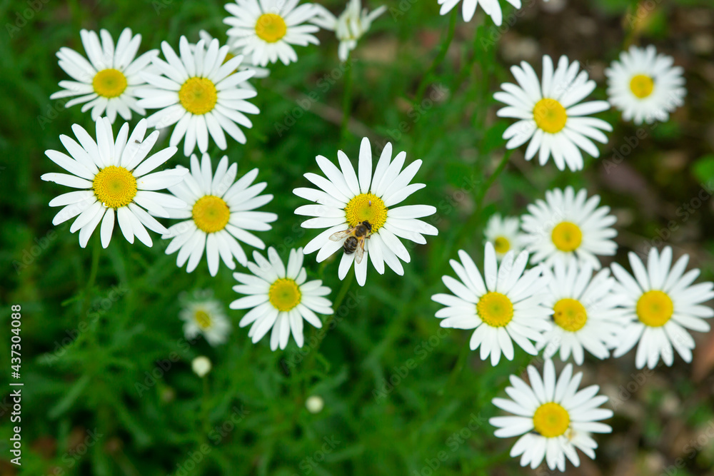 Chamomile in the grass. Blooming daisies in nature. A bee sitting on a daisy Chamomile in the grass. Blooming daisies in nature. A bee sitting on a daisy