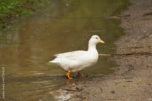 little duck is walking through water