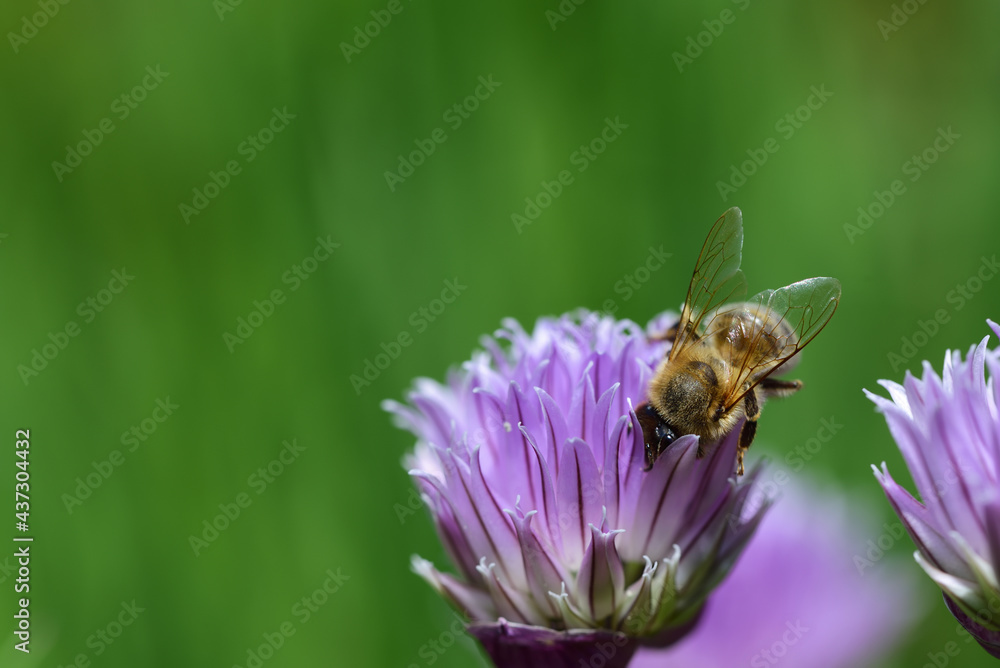 Close-up of a small honey bee sitting on a purple chive flower looking for food against a green background Close-up of a small honey bee sitting on a purple chive flower looking for food against a green background