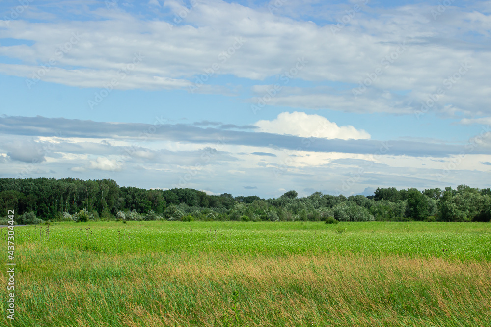 Fototapeta premium Meadow landscape on forest background. Green spacious meadow at the edge of the forest. Summer nature