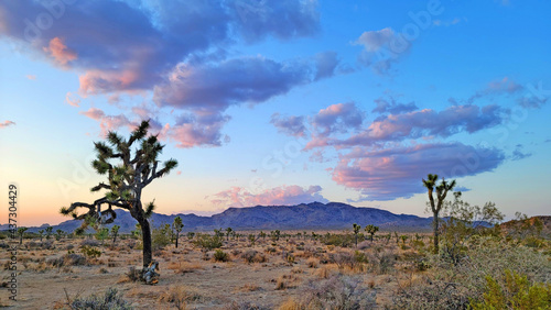 Joshua Trees and Blue Mountain with blue sky and clouds during sunset.