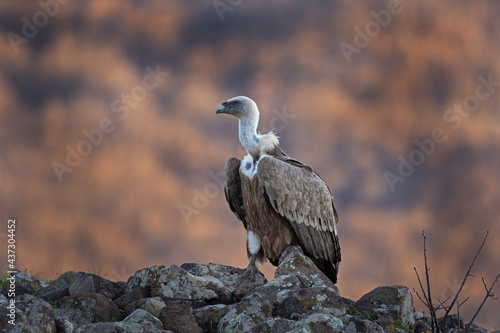 Griffon vulture on top of rock in the Rhodope mountains. Calm vulture during sunset. European nature. Winter wildlife in Bulgaria. Bird watching on the rock.