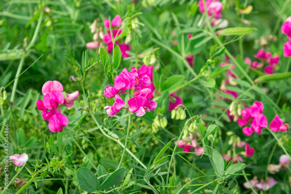 Background from green grass and flowers in the meadow. Pink flowers on a background of grass. Natural background Background from green grass and flowers in the meadow. Pink flowers on a background of grass. Natural background