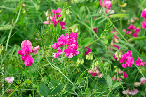 Background from green grass and flowers in the meadow. Pink flowers on a background of grass. Natural background © Ruzanna