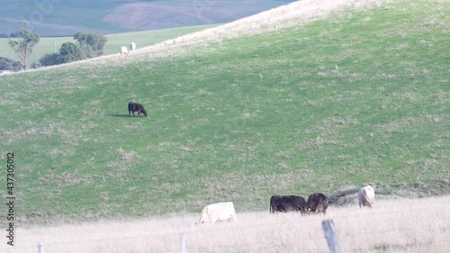 Beautiful Angus and Murray grey cows grazing on hills with the fog in background. photo