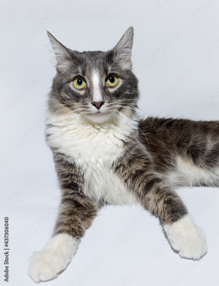 Close-up portrait of a young fluffy cat of dark color with stripes on a gray background. Studio portrait of a young cat on a gray background