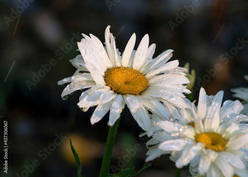 Daisy with water drops