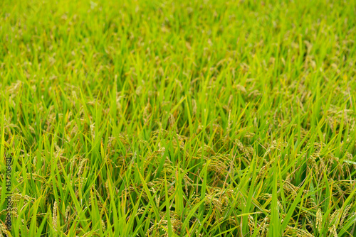rice in a field near harvest