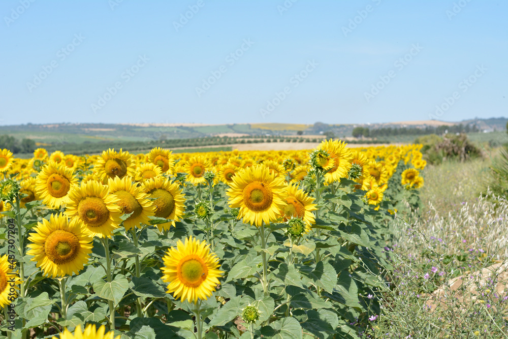 Fototapeta premium Campo de girasoles en la zona de andalucia españa