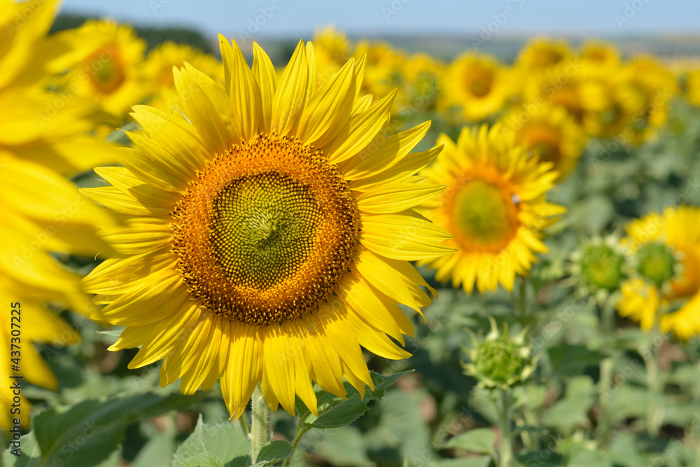 Campo de girasoles en la zona de andalucia españa