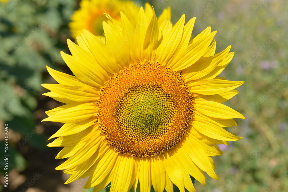 Campo de girasoles en la zona de andalucia españa Campo de girasoles en la zona de andalucia españa