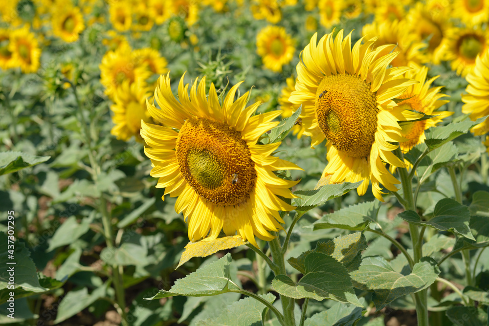 Campo de girasoles en la zona de andalucia españa Campo de girasoles en la zona de andalucia españa
