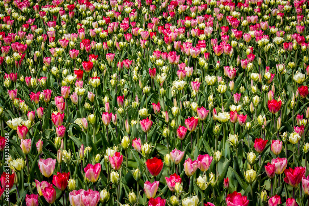 Huge Field of Gorgeous Pink and White Tulips outside of Amsterdam, Netherlands Huge Field of Gorgeous Pink and White Tulips outside of Amsterdam, Netherlands
