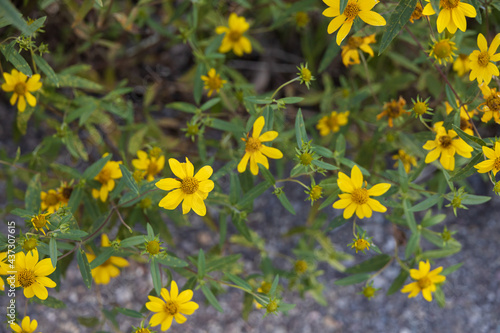 Little Sunflowers close-up