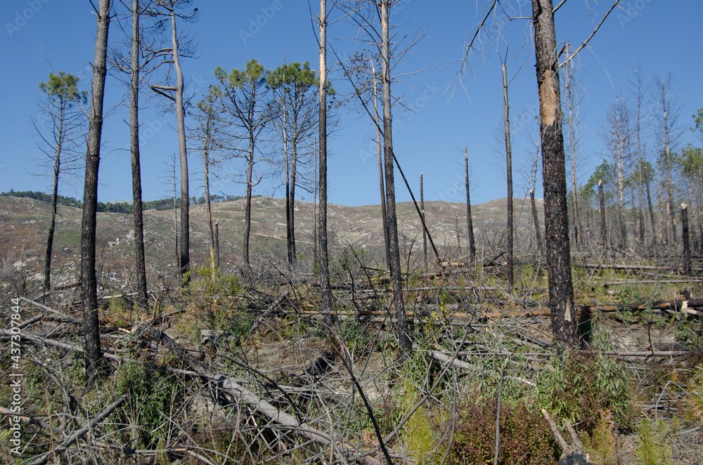 bosque incendiado tala de arboles bosque incendiado tala de arboles