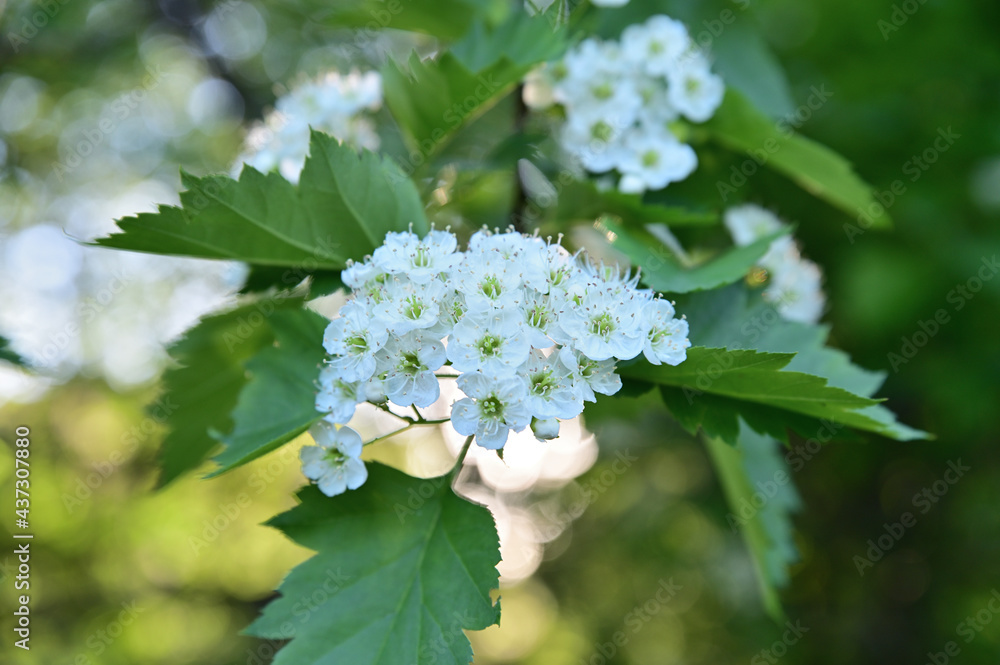 Lush inflorescence of hawthorn against a background of lush green foliage Lush inflorescence of hawthorn against a background of lush green foliage