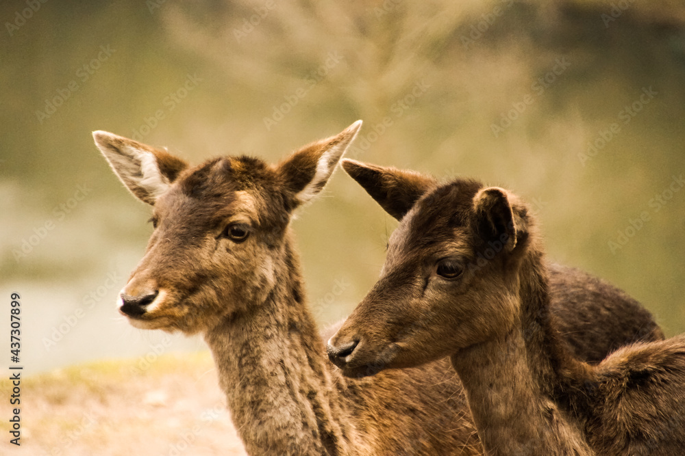two little deers in the forest