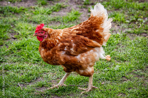 Beauitful Brown and White Chicken on a Farm in the Countryside outside of Amsterdam, Netherlands
