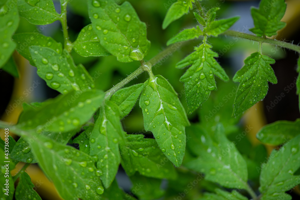young seedling tomato in colorful pots on a natural green background young seedling tomato in colorful pots on a natural green background