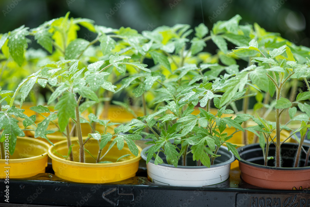 young seedling tomato in colorful pots on a natural green background young seedling tomato in colorful pots on a natural green background