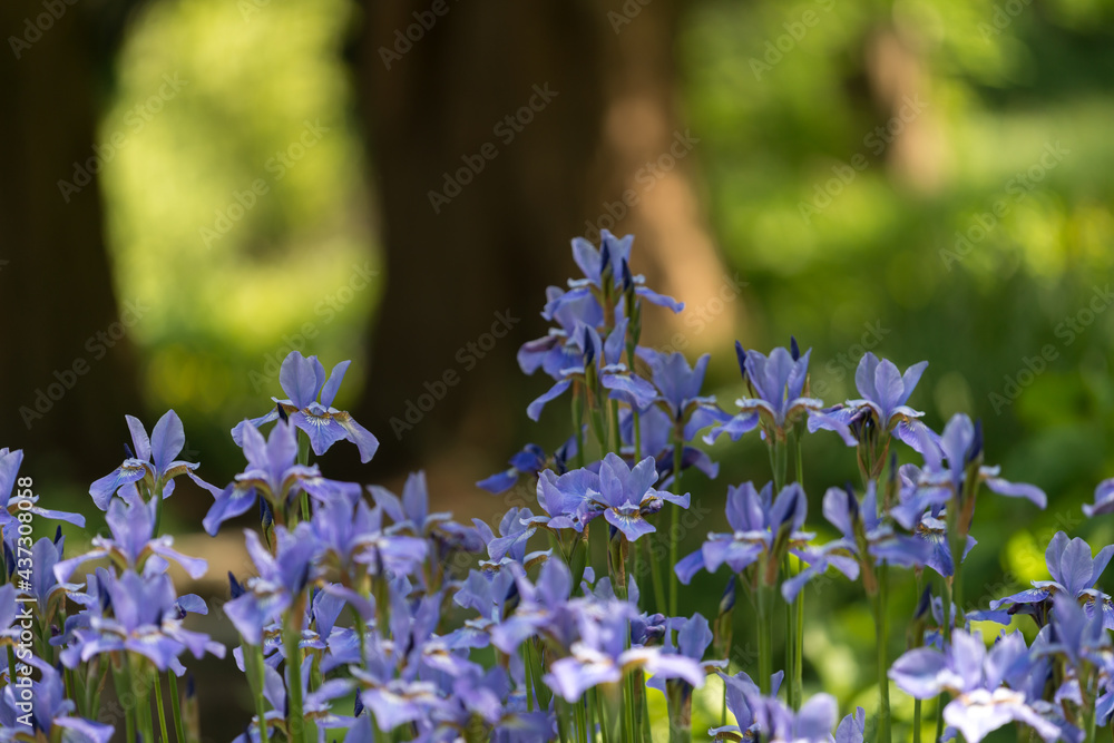 iris spuria or blue irises growing in a public garden under partial shade iris spuria or blue irises growing in a public garden under partial shade