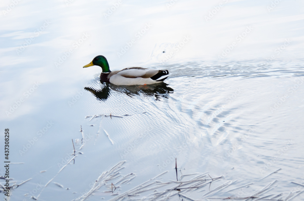 Obraz premium patos salvajes