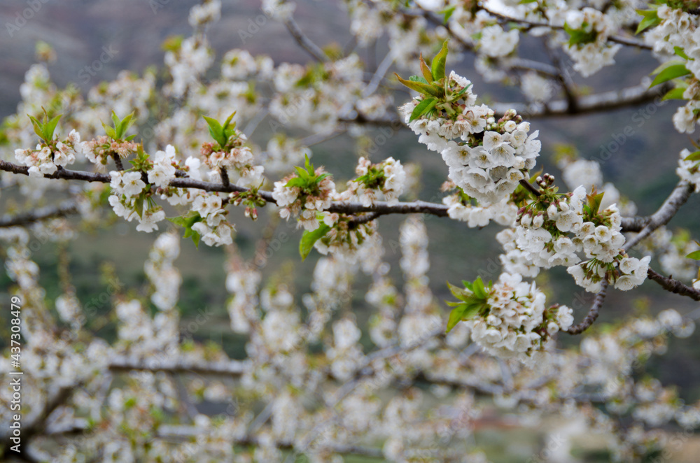Obraz premium cerezos en flor valle del jerte 2012