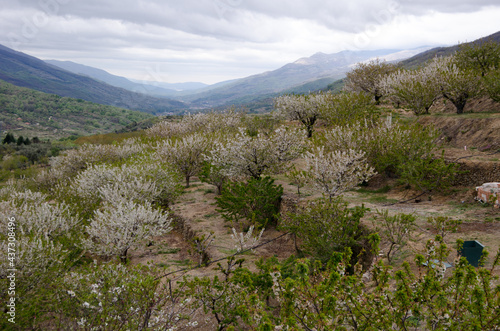 Obraz na płótnie cerezos en flor valle del jerte 2012