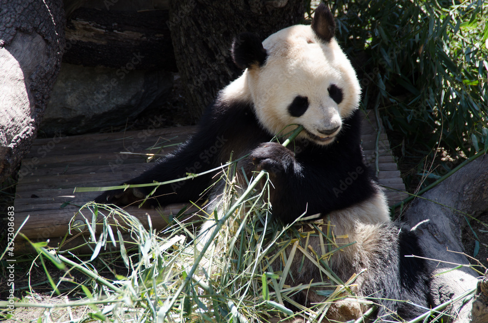 Obraz premium osos panda comiendo bambú y jugando