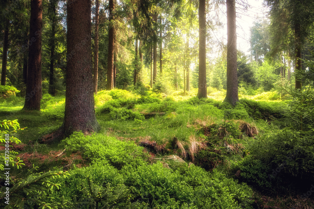 Frischer grüner Naturwald Frischer grüner Naturwald